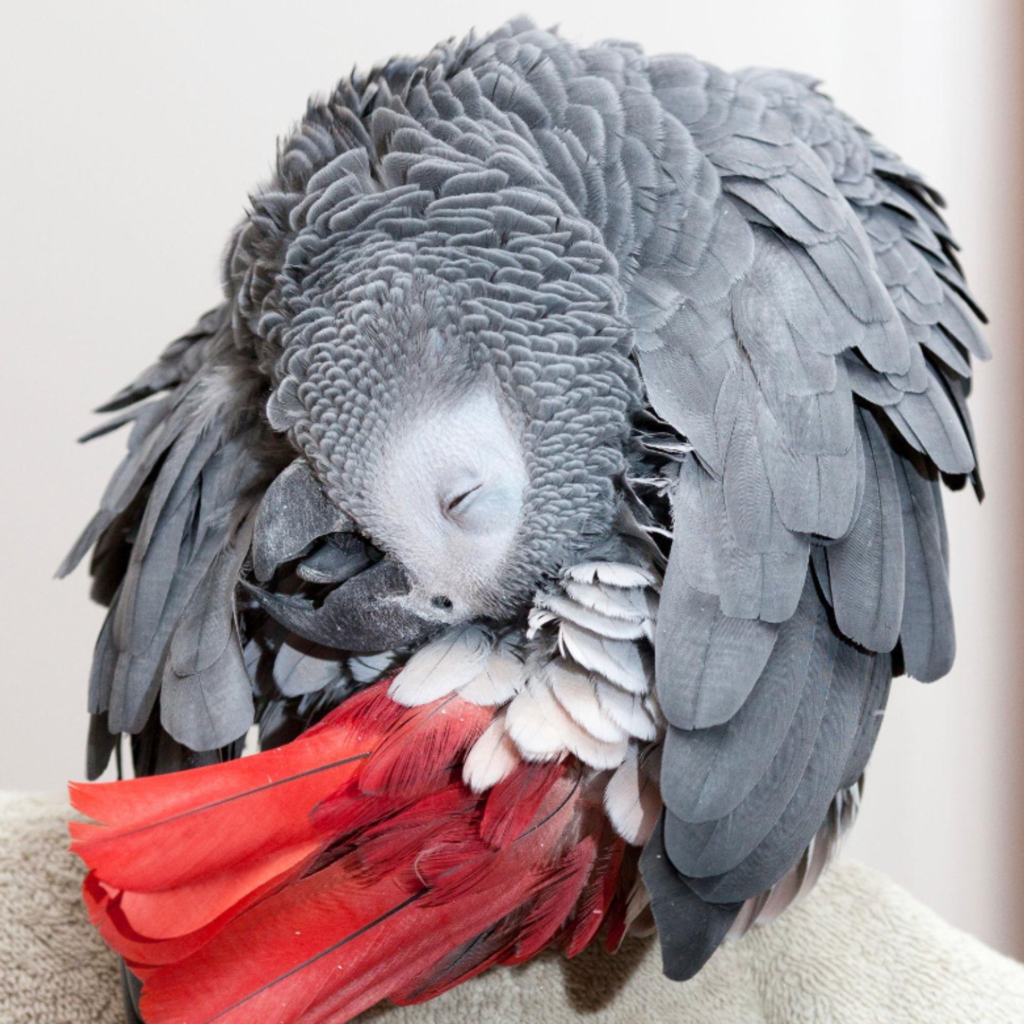 Is Your Bird Stuck in a Constant Molt? What It Means