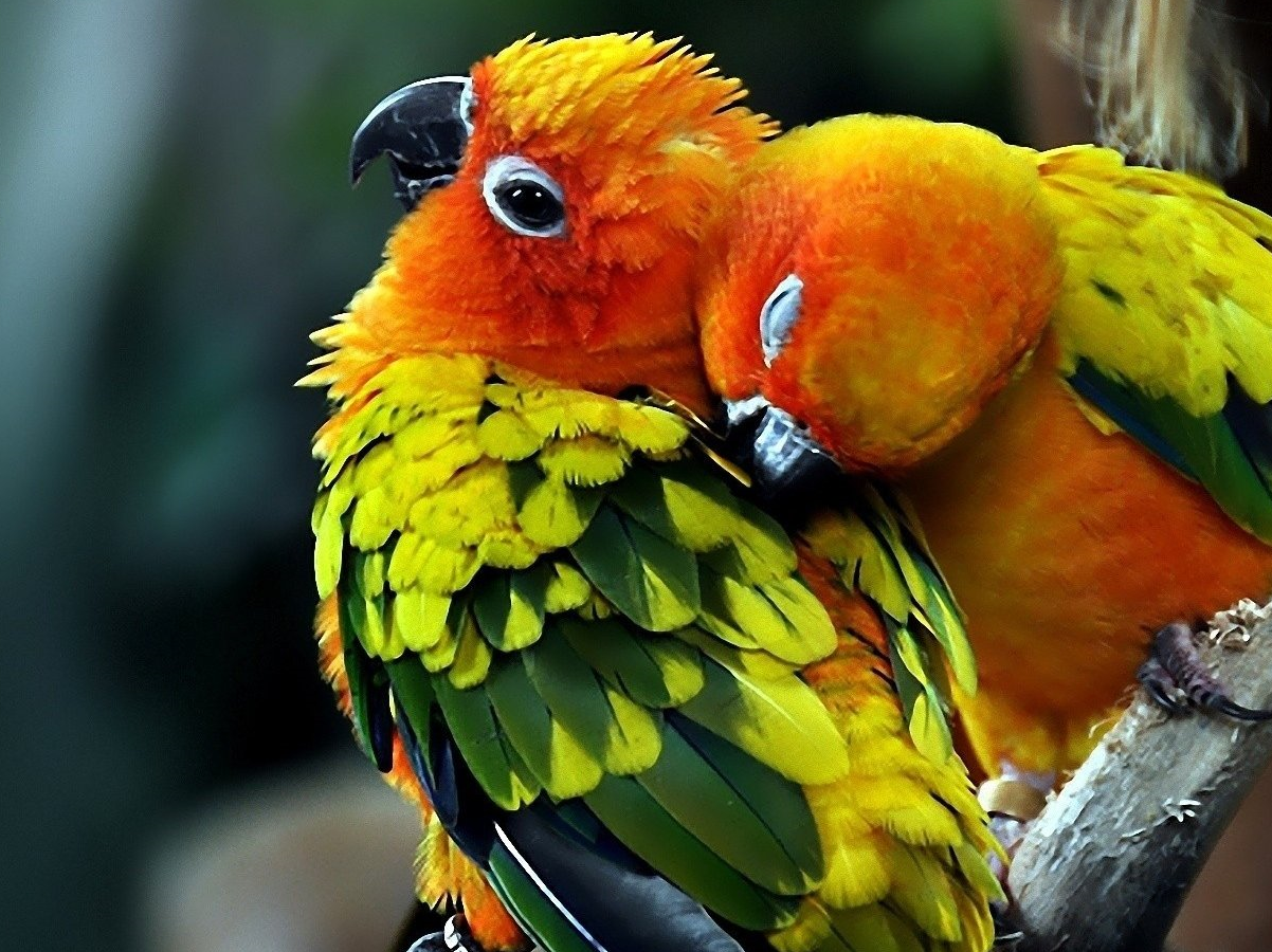 how much sleep do birds need