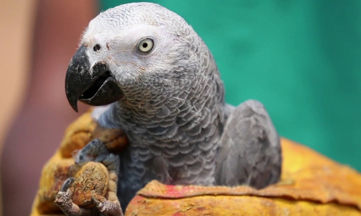 Bird at vet – 3-step first aid guide for stopping bleeding in birds