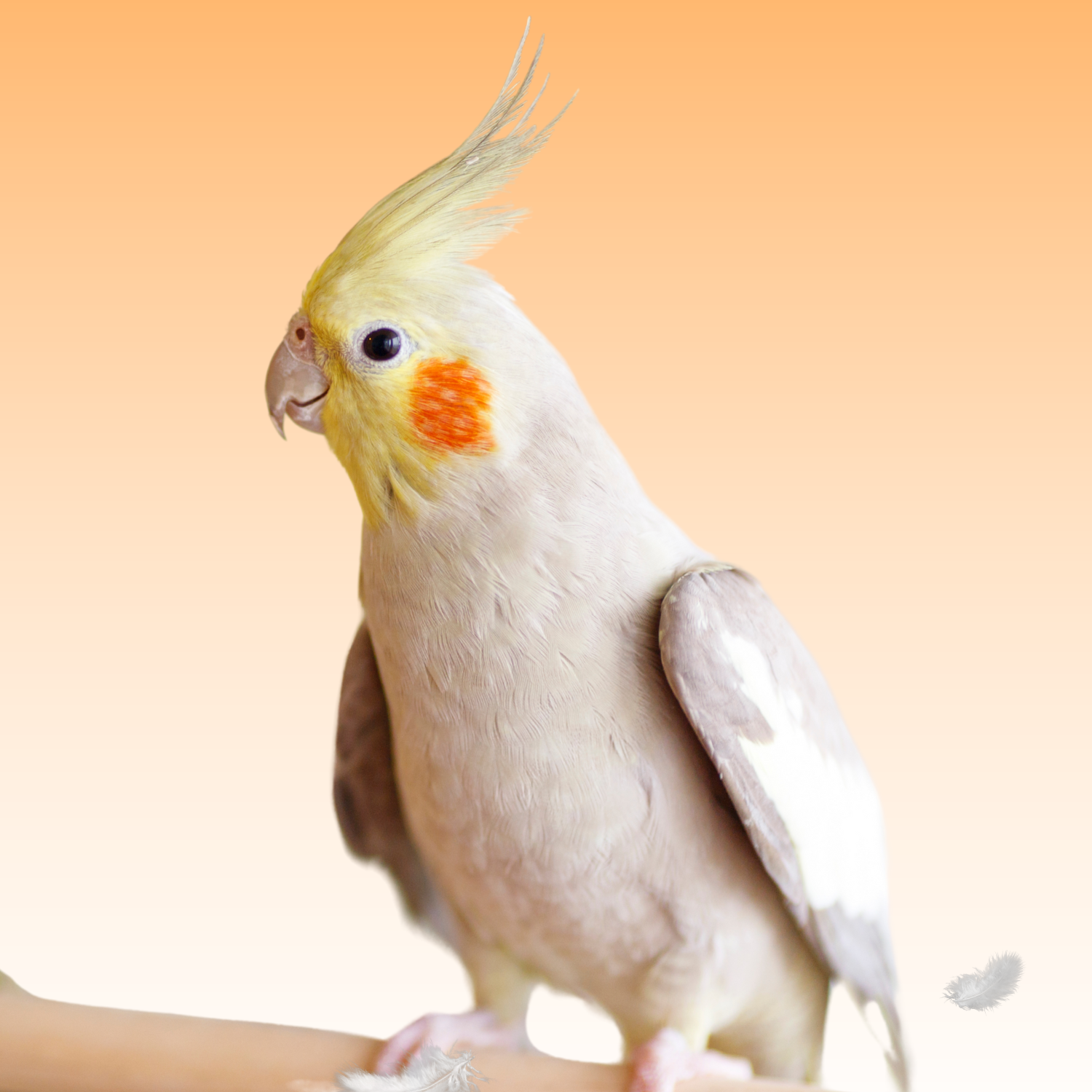 molting cockatiel