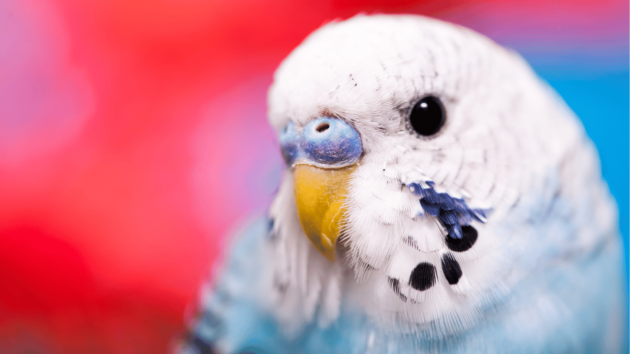 Unlock the Secrets: How to Train Your Parrot to Talk Step by Step