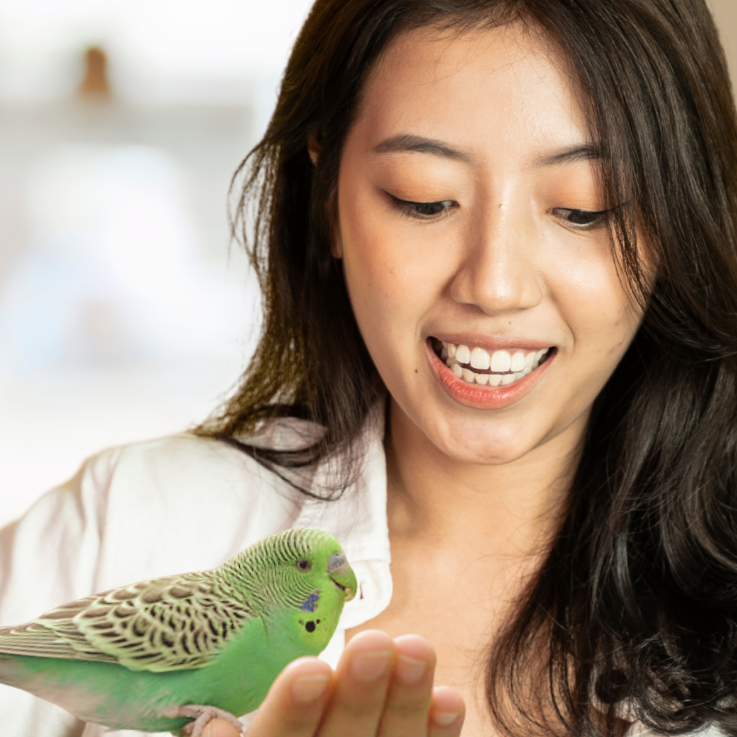 healthy bird treats