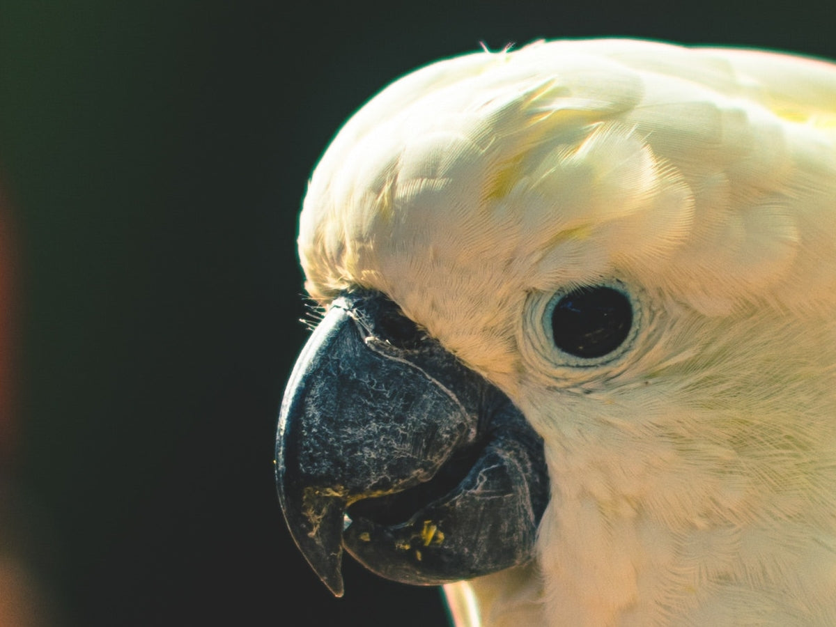 Comparing Red Palm Oil and Coconut Oil for Parrots