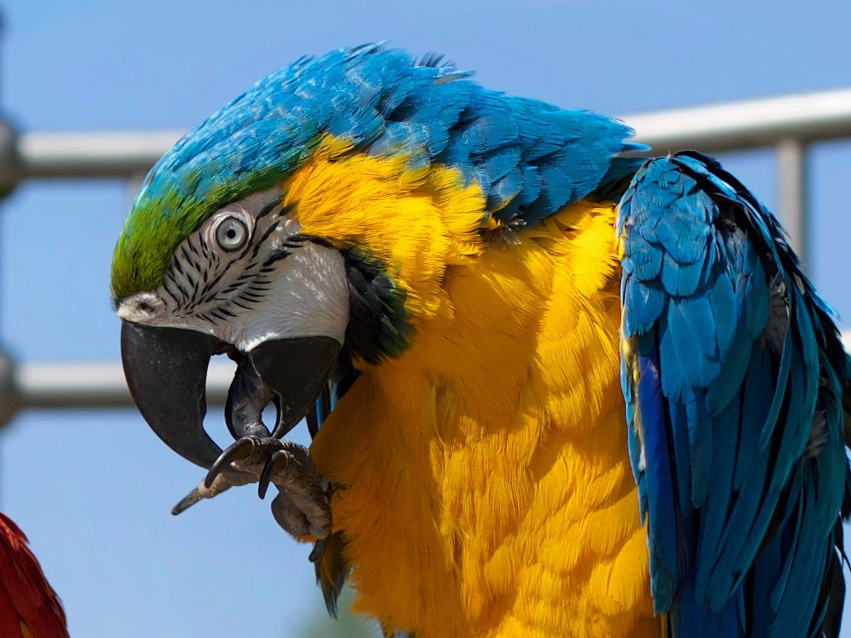 D-R-O-P Approach for Bird Burns