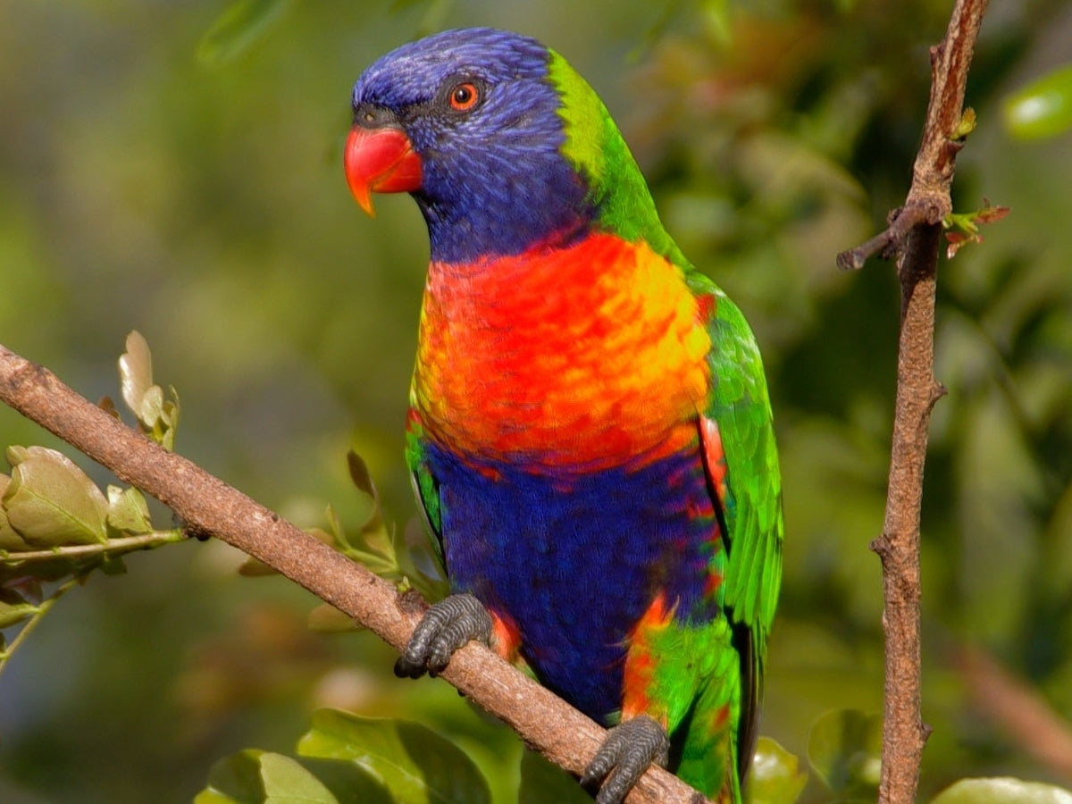 Do Parrots Get Jealous? Parrot Jealousy Unraveled