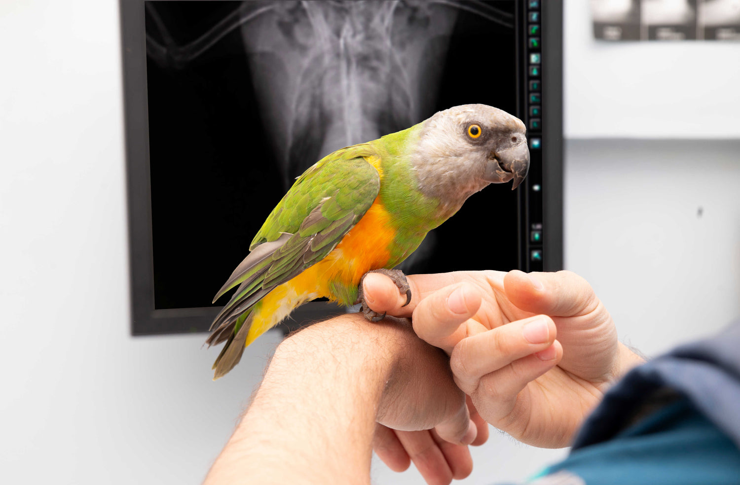 Choosing an avian vet