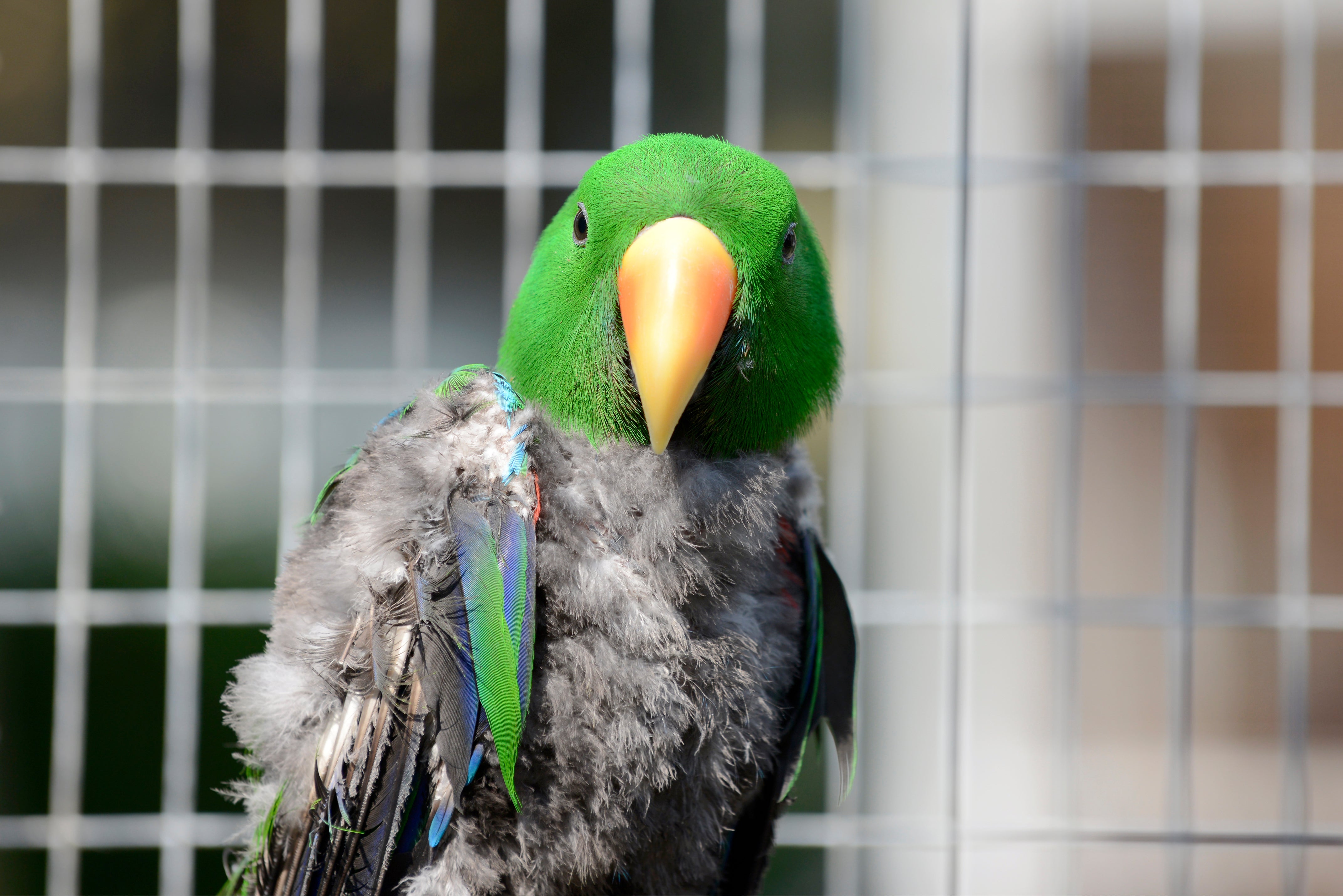 Feather Picking Parrot