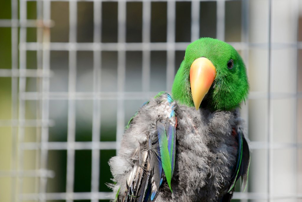 Avain Calming Formula for Parrot Stress