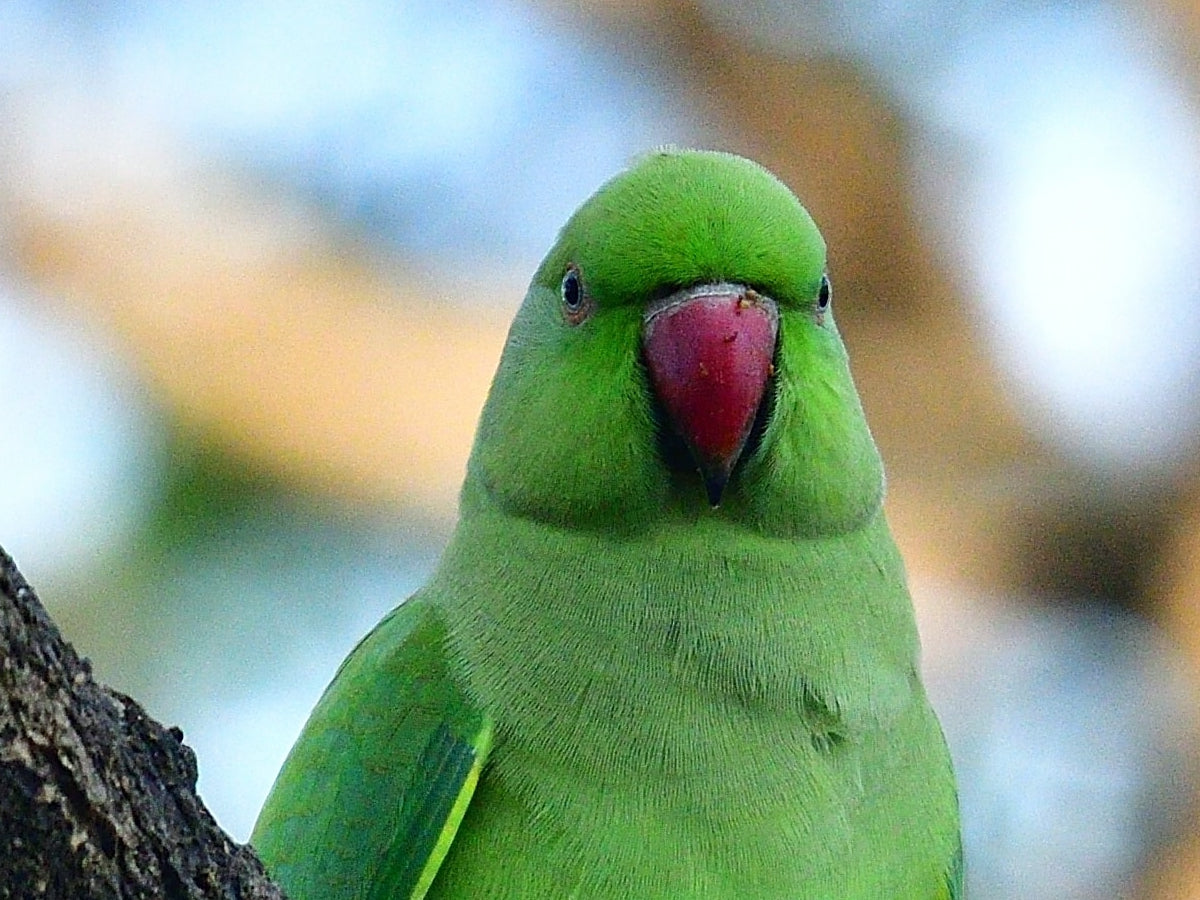Rescue Story of a Parrot