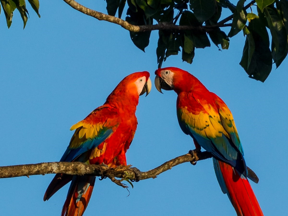 Macaws against blue sky – how to protect birds from wildfire smoke exposure