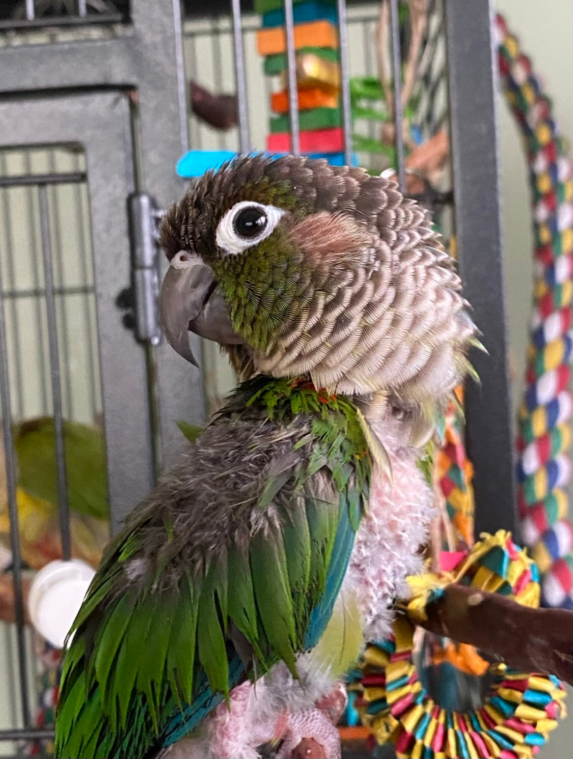 Archie's Feather Plucking Case Study