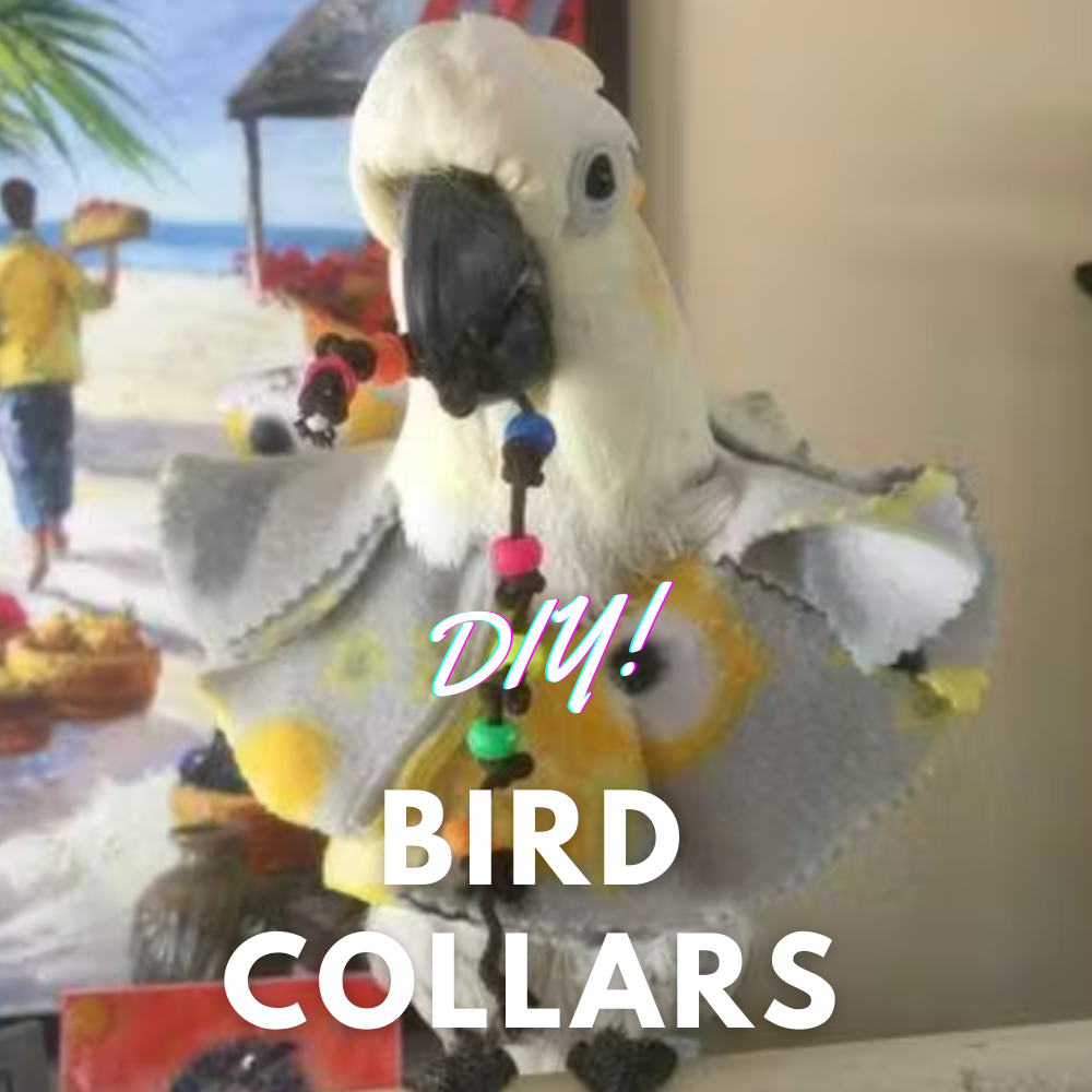 Make your own bird collar