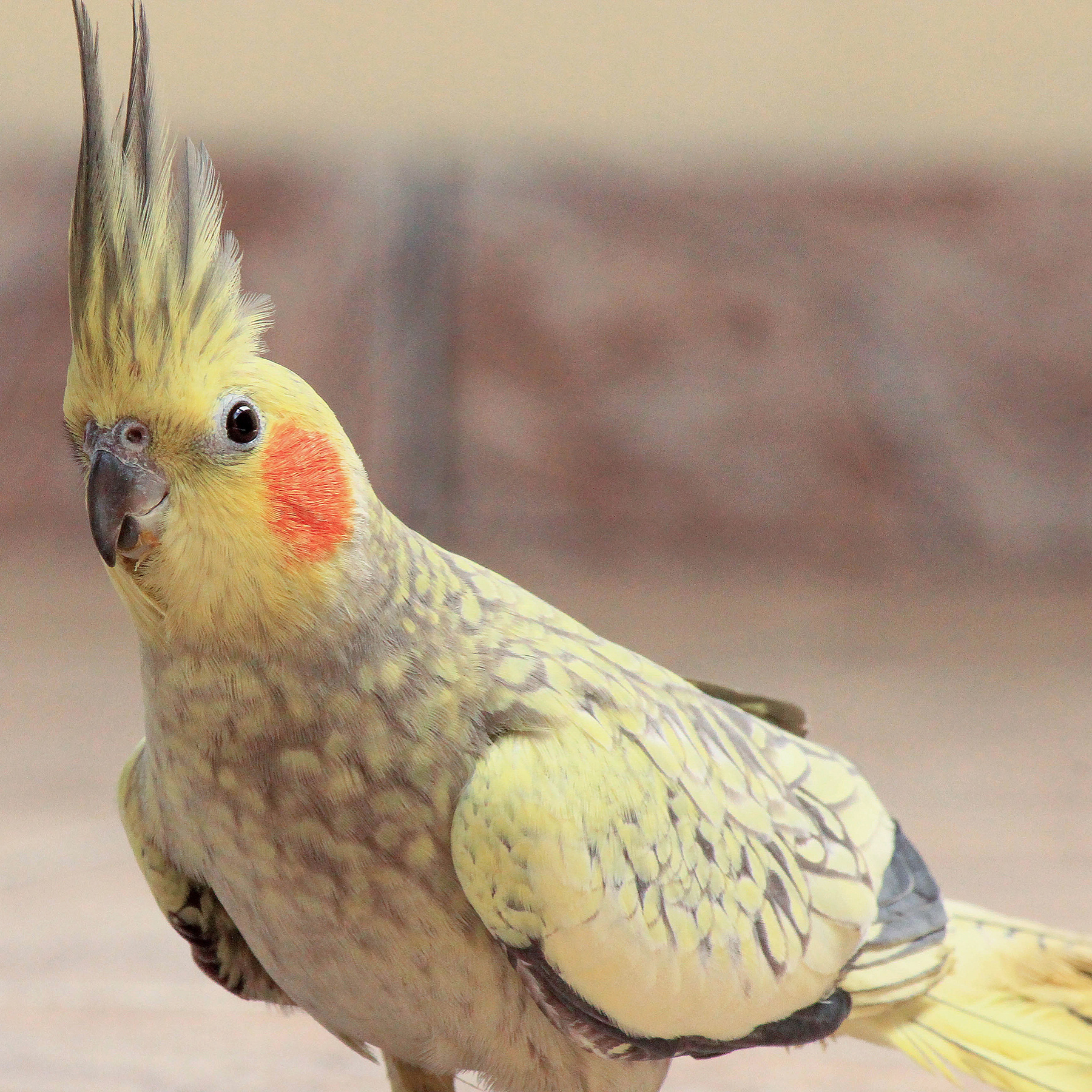 benefits of bird lights