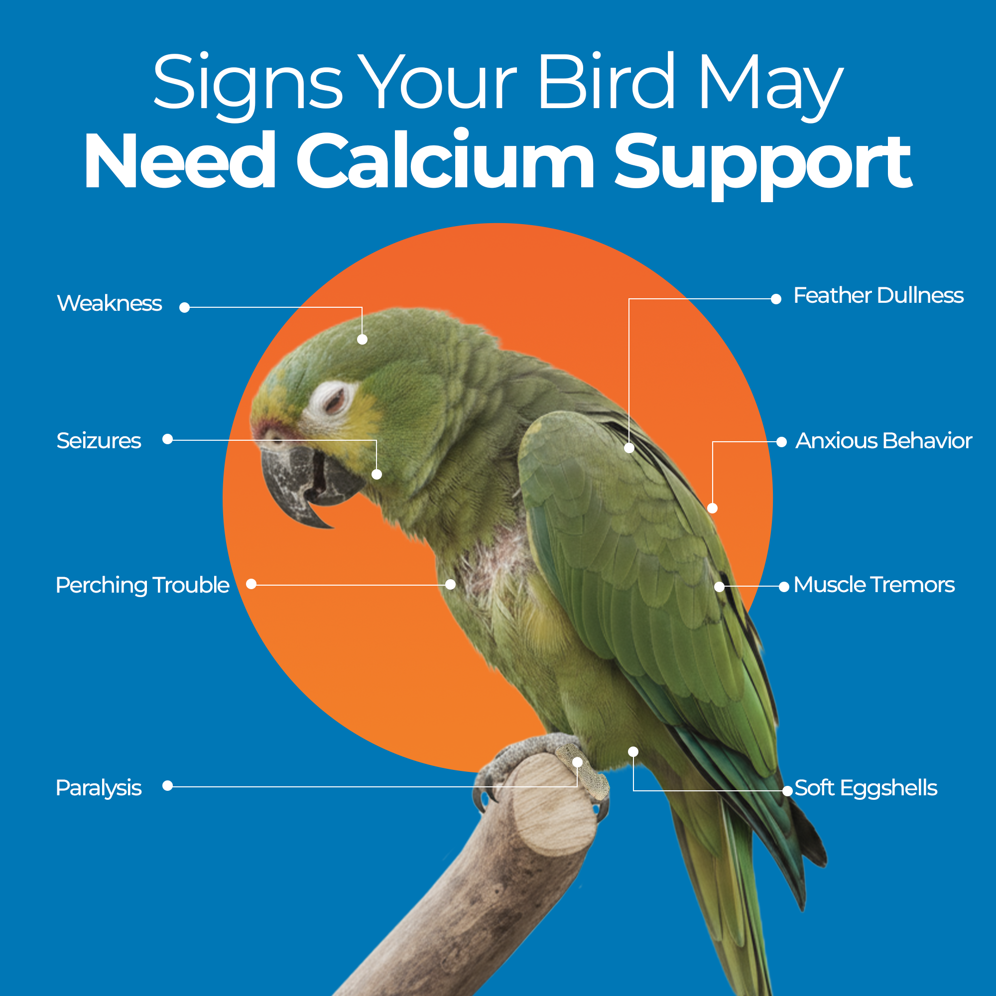 Signs your bird may need Bird Calcium support, featuring a parrot with symptoms like weakness, feather dullness, and seizures.