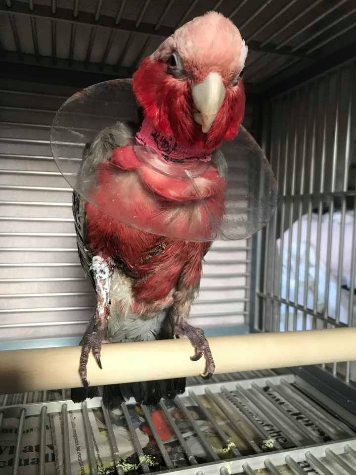 parrot self-mutilation