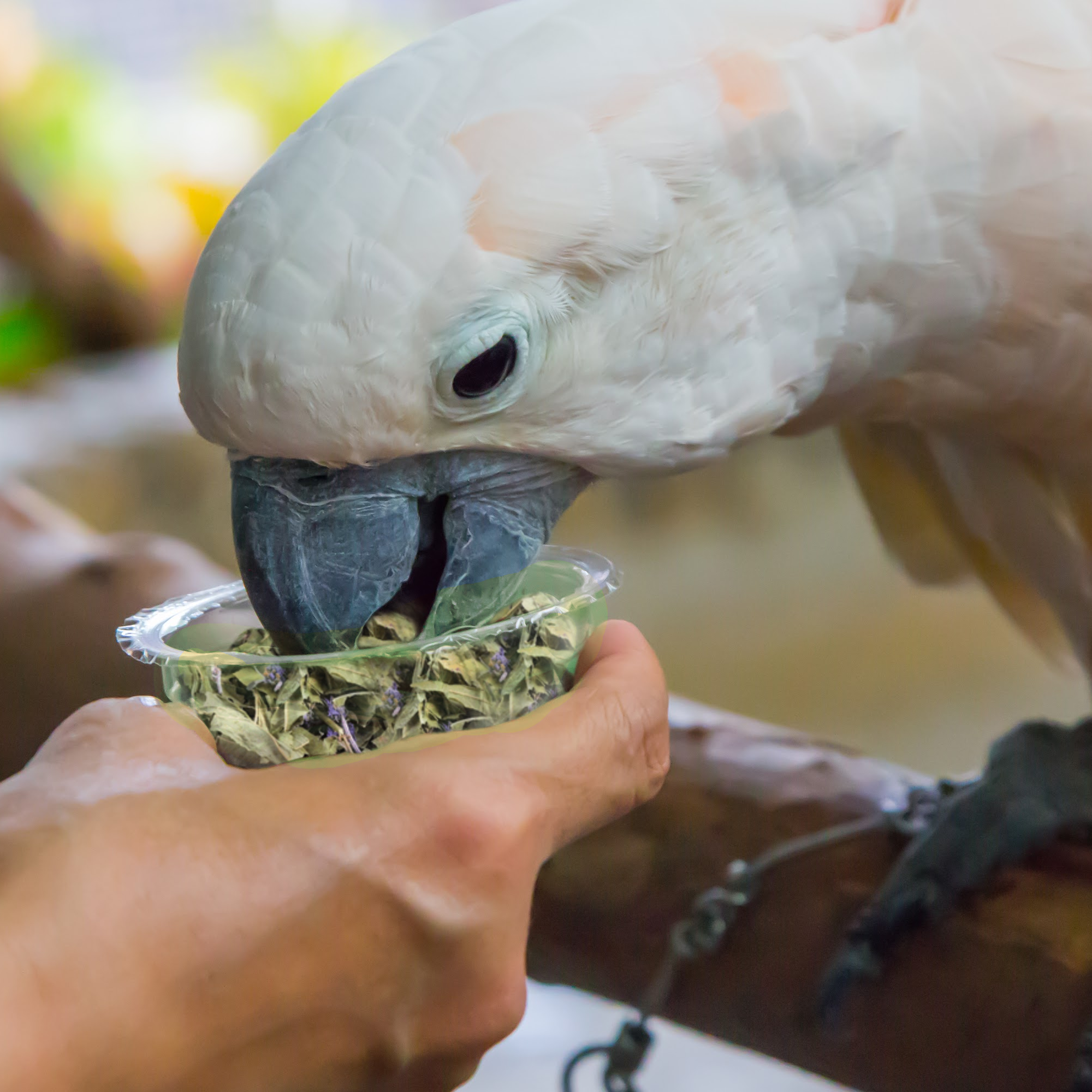 Bird Tea