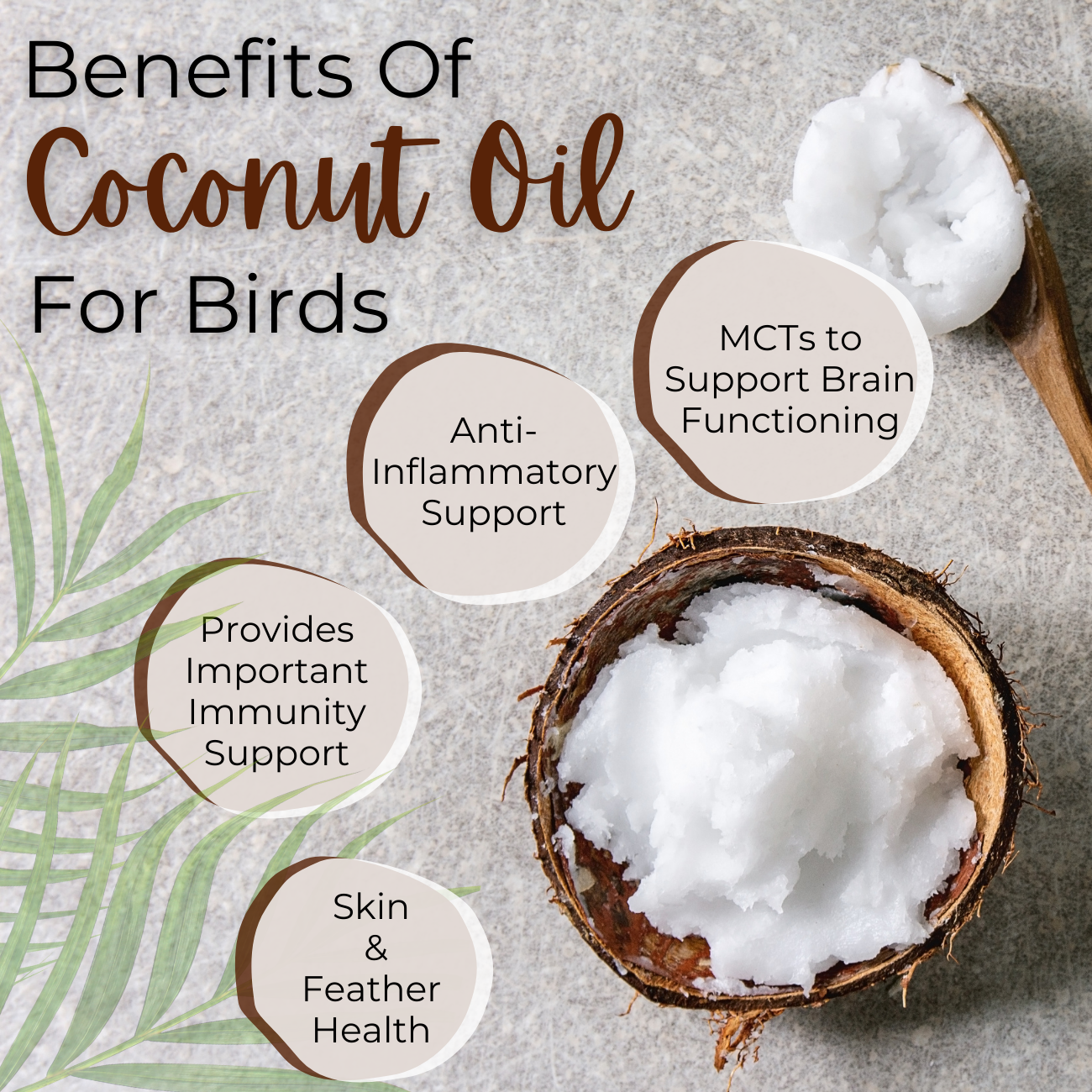 Benefits of coconut oil for birds