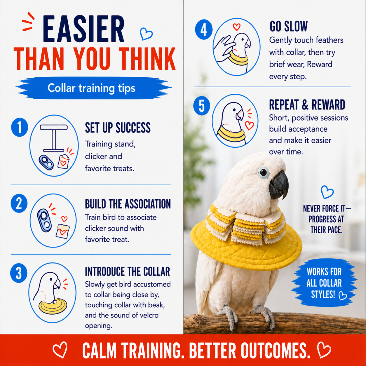 How to train your bird to accept a bird collar in 5 easy steps