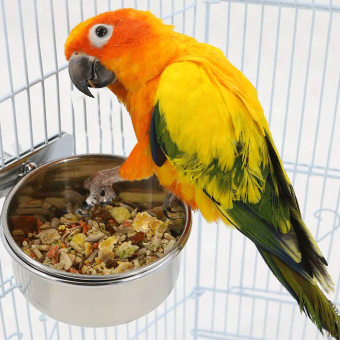 feeding bird supplements