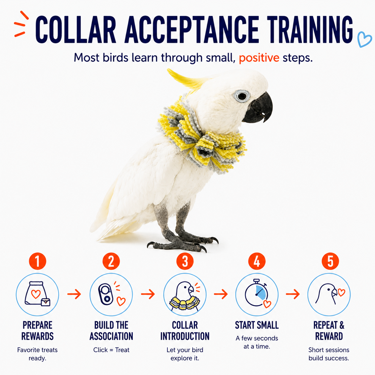 Parrot wearing a yellow and gray collar with training steps on a white background