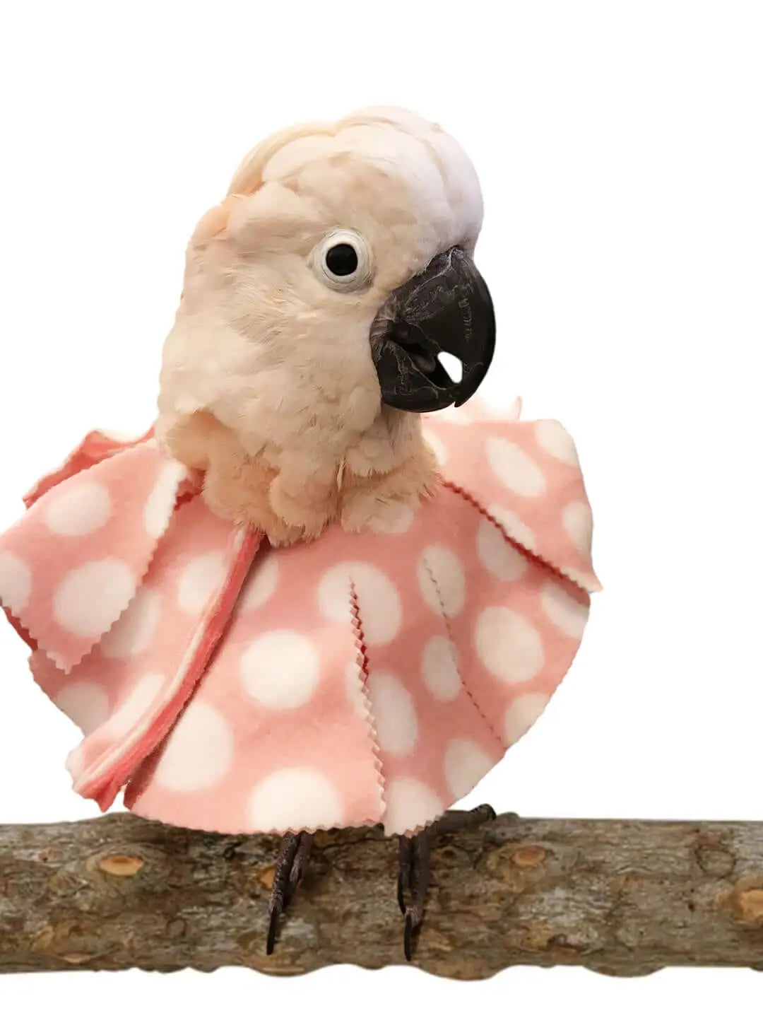 UnRuffledRx Velcro Cone bird collar 4 layers thick on a feather pecking cockatoo