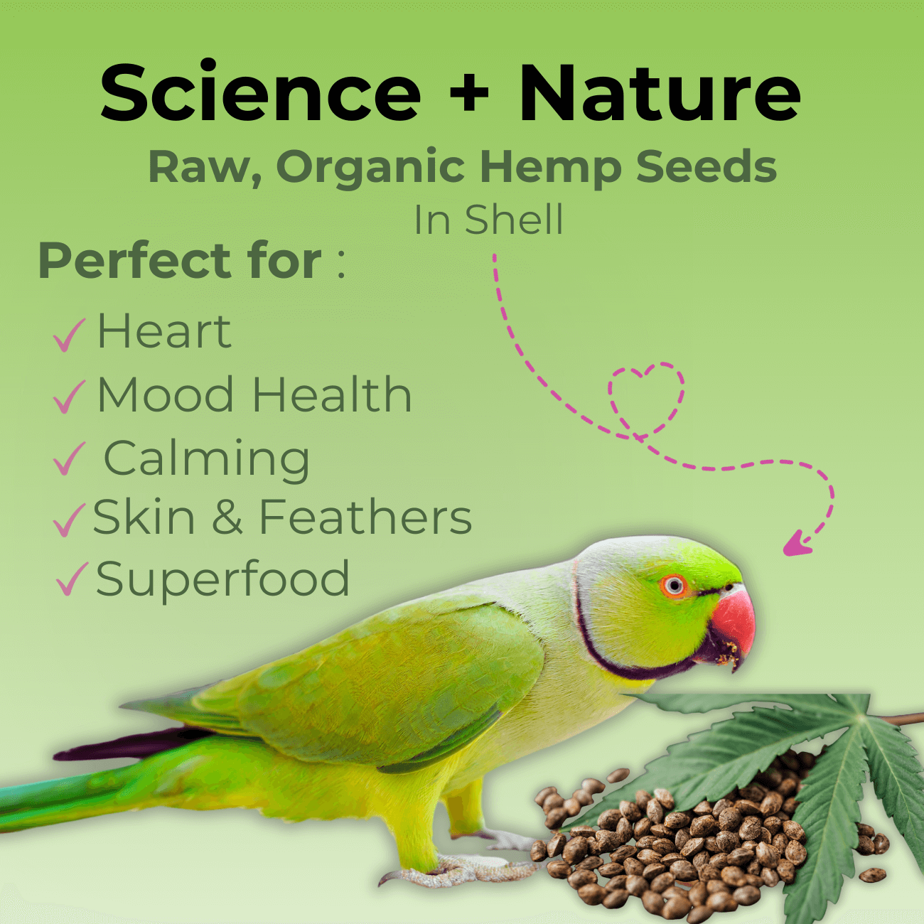 Green parrot with hemp seeds in shell, highlighting benefits for heart, mood, and calming. Bird hemp seeds for parrot well-being.