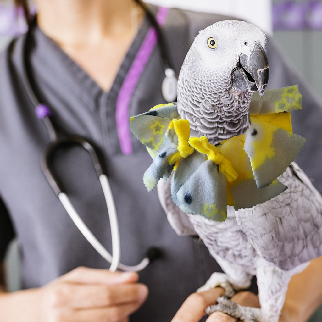 Veterinarian approved bird collars
