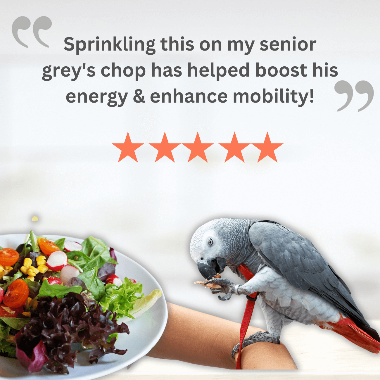 Parrot enjoying a meal with a bird joint relief supplement for enhanced mobility and energy.