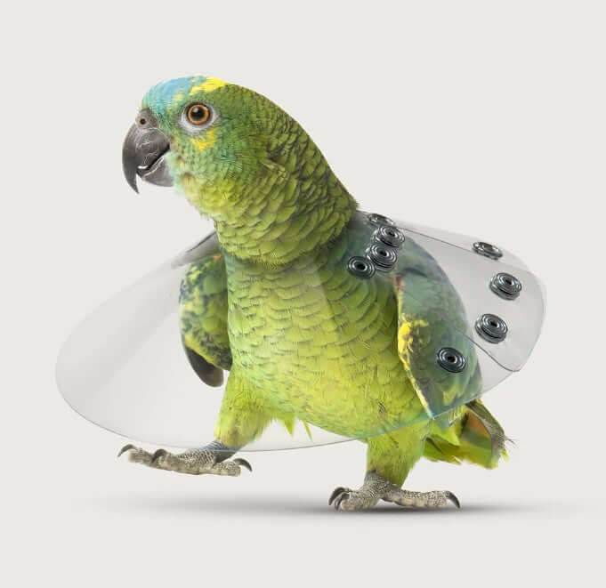 Saf-T Shield Bird e-collar on an Amazon parrot