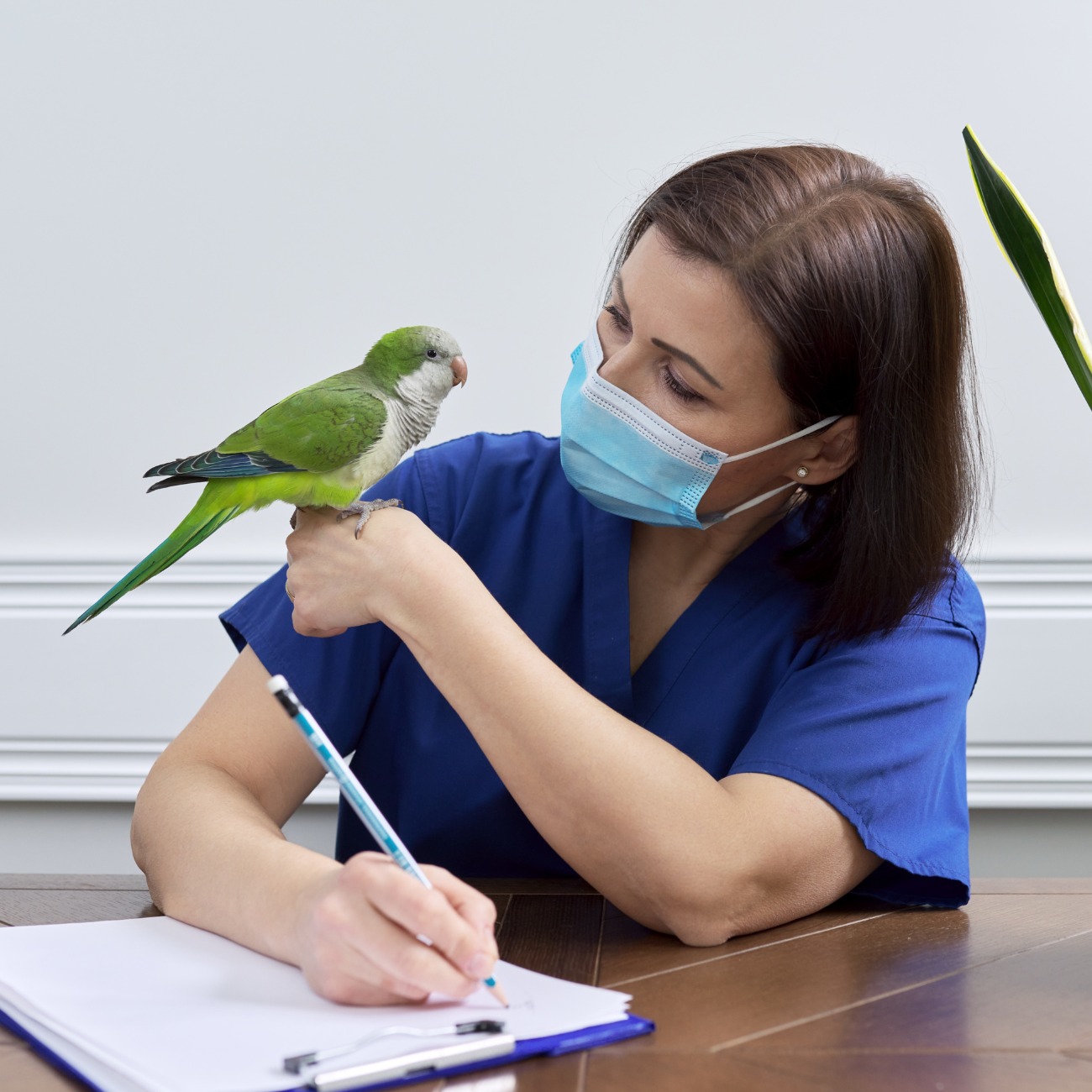 Vet endorsed aloe vera spray for birds