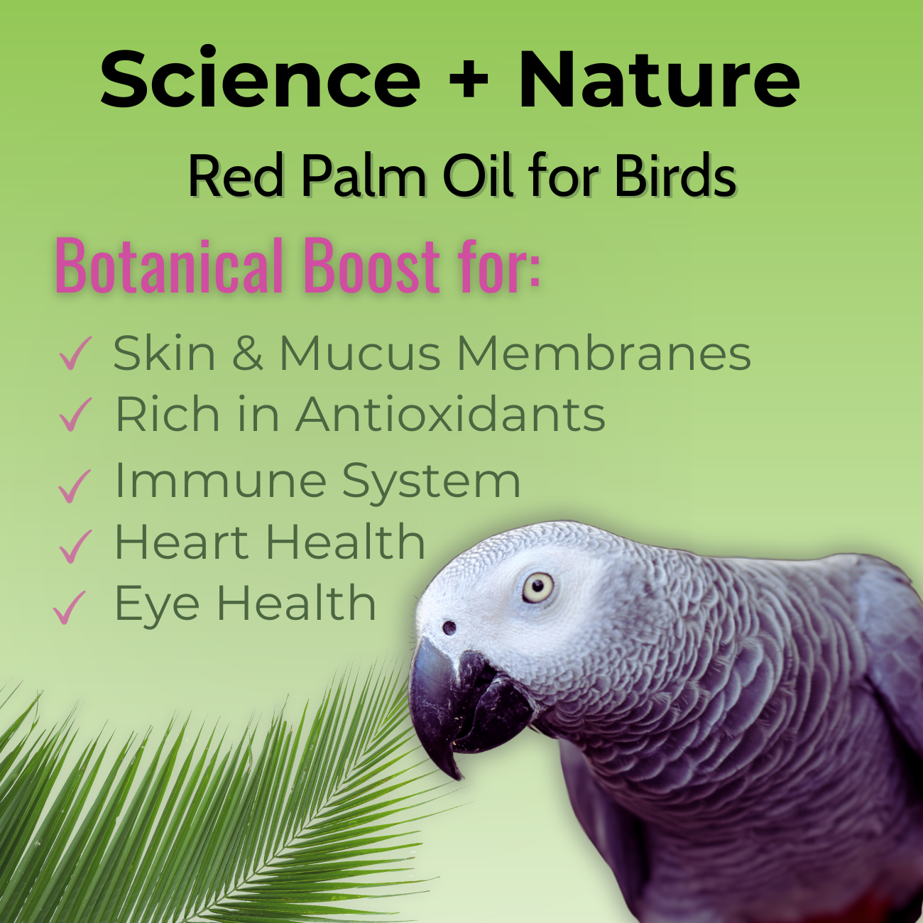 Red Palm Oil for Birds