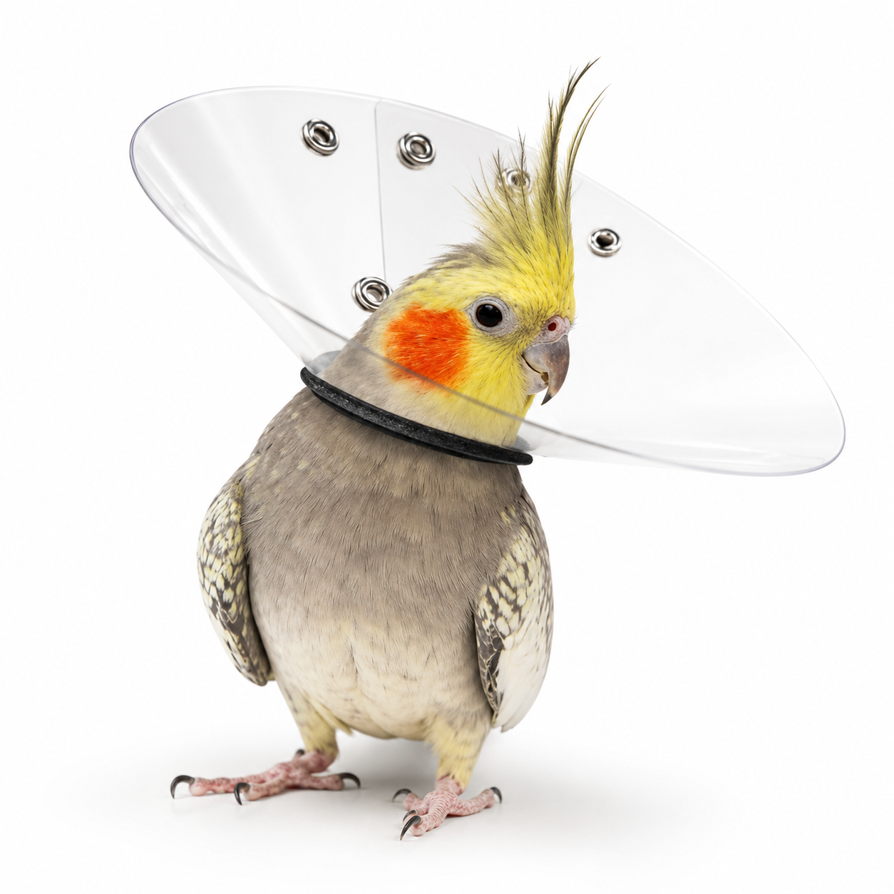 Cockatiel parrot wearing a clear plastic cone on a white background