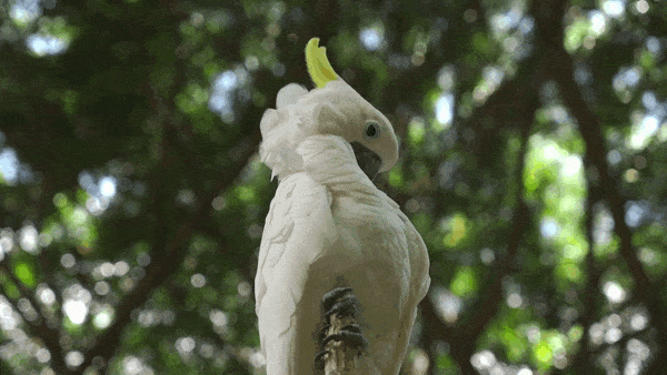 feather plucking rescue pack