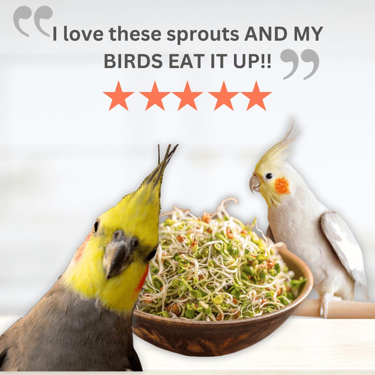 Cockatiels enjoying UnRuffledRx sprouting seeds for birds with a 5-star review.