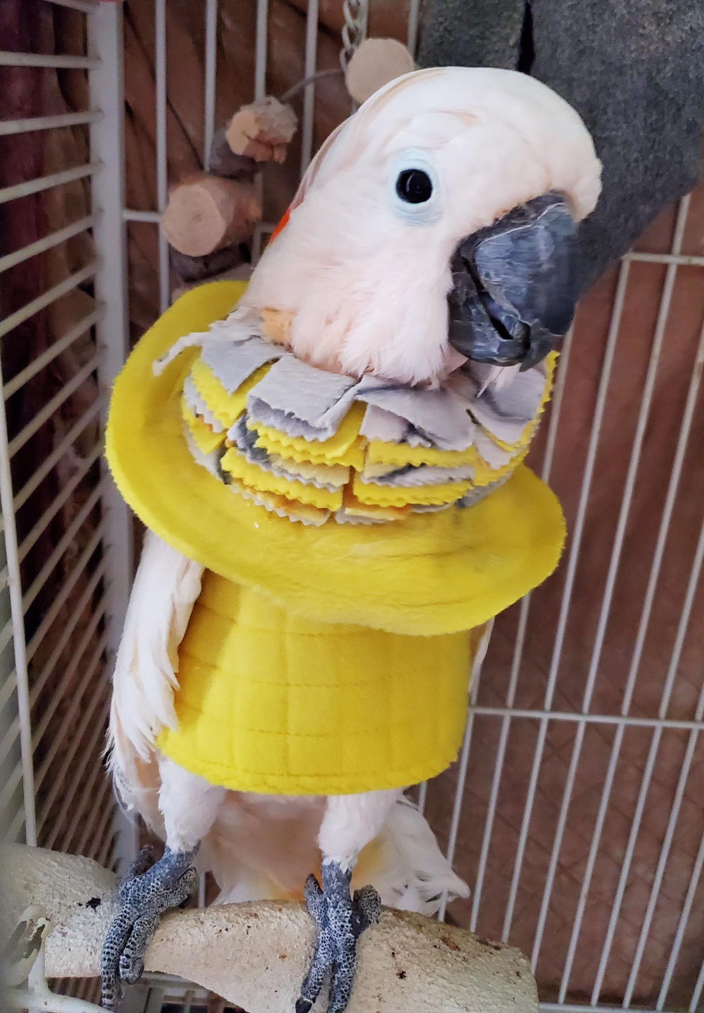 Beakguard bird vest may be paired with the Fringy Cone