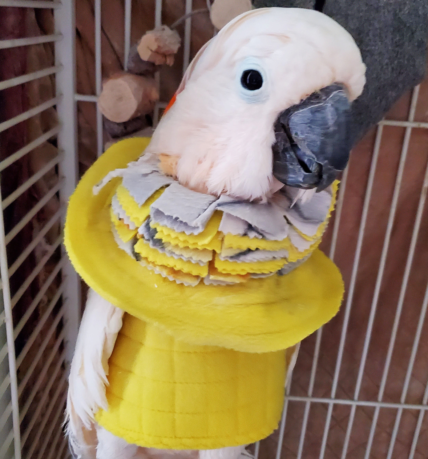 self-mutilating combo