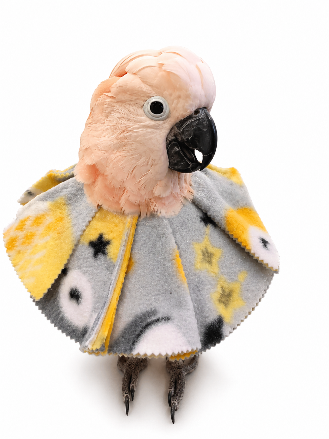 Parrot wearing a velcro cone bird collar to deter feather plucking