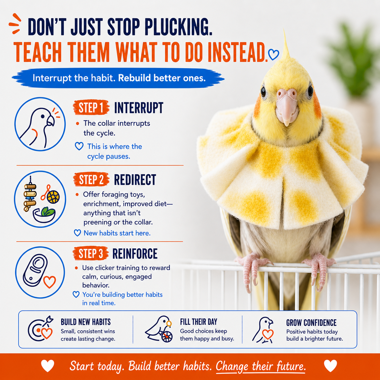 How to stop plucking with a bird collar and training