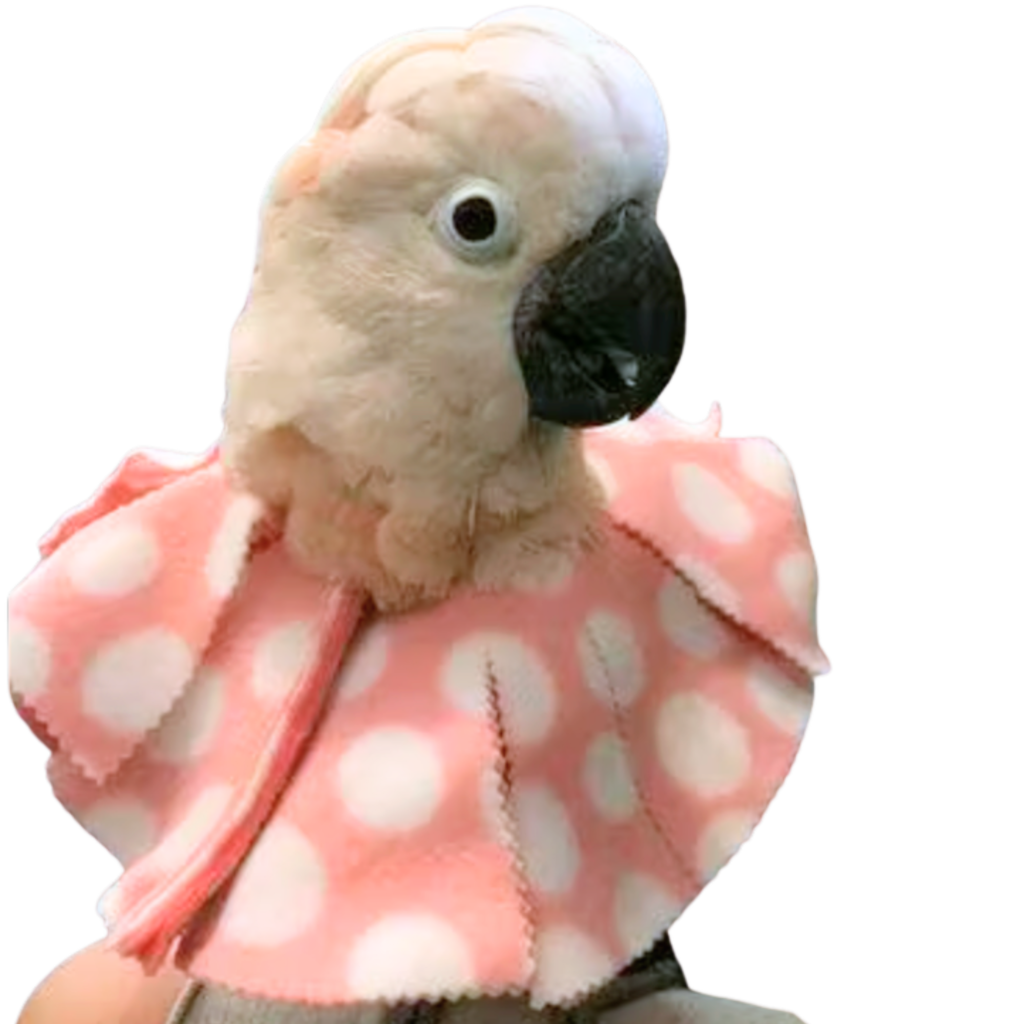 Velcro Cone Bird Collar