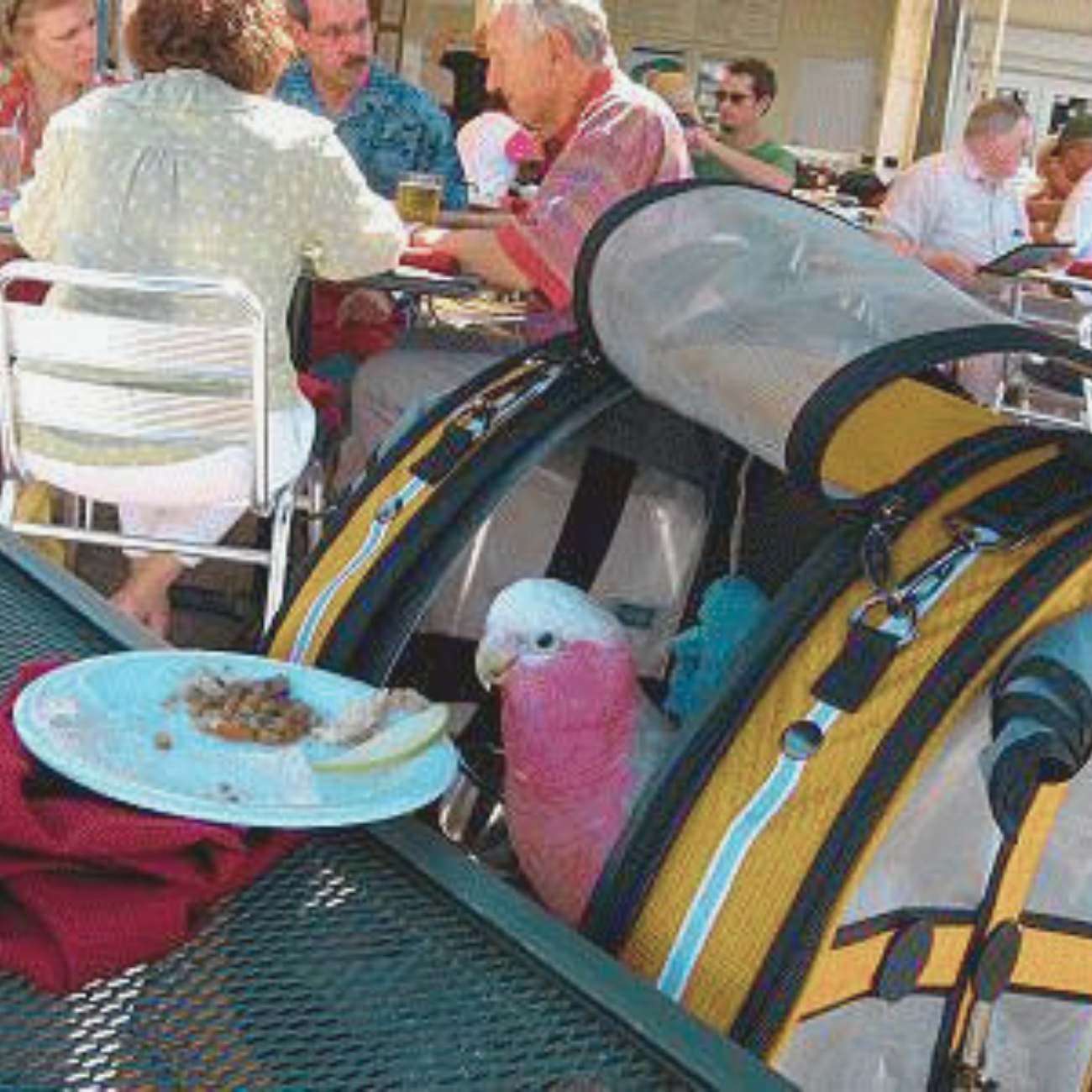 bird carrier