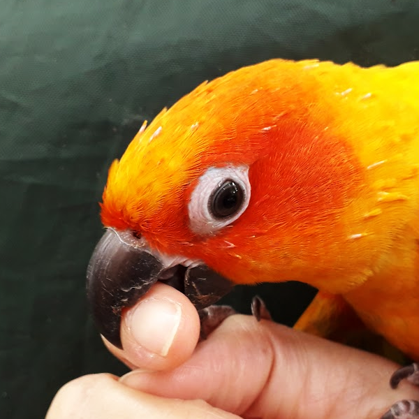 biting parrot
