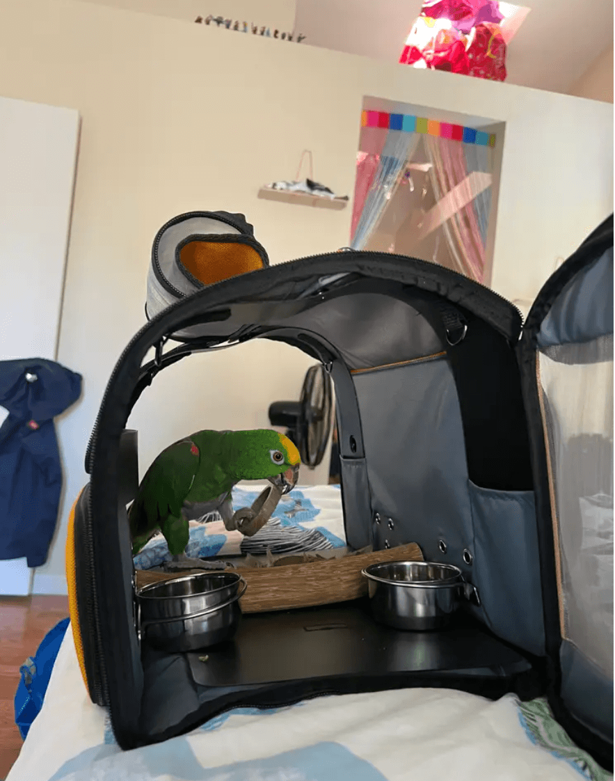 Parrot Airline Carrier for in cabin use