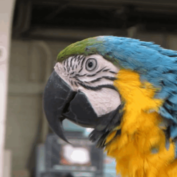 screaming bird