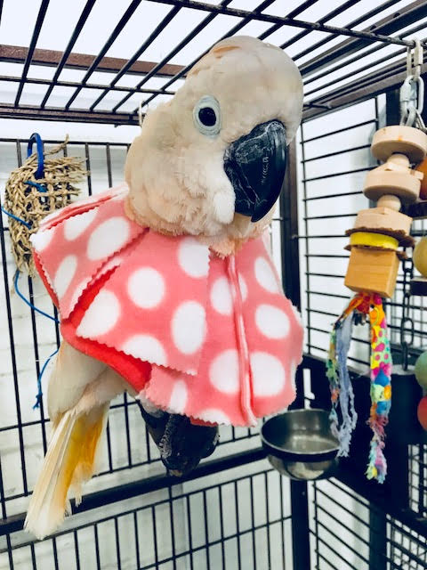 Cockatoo wearing DIY Velcro Bird Collar Pattern for feather plucking prevention in cage