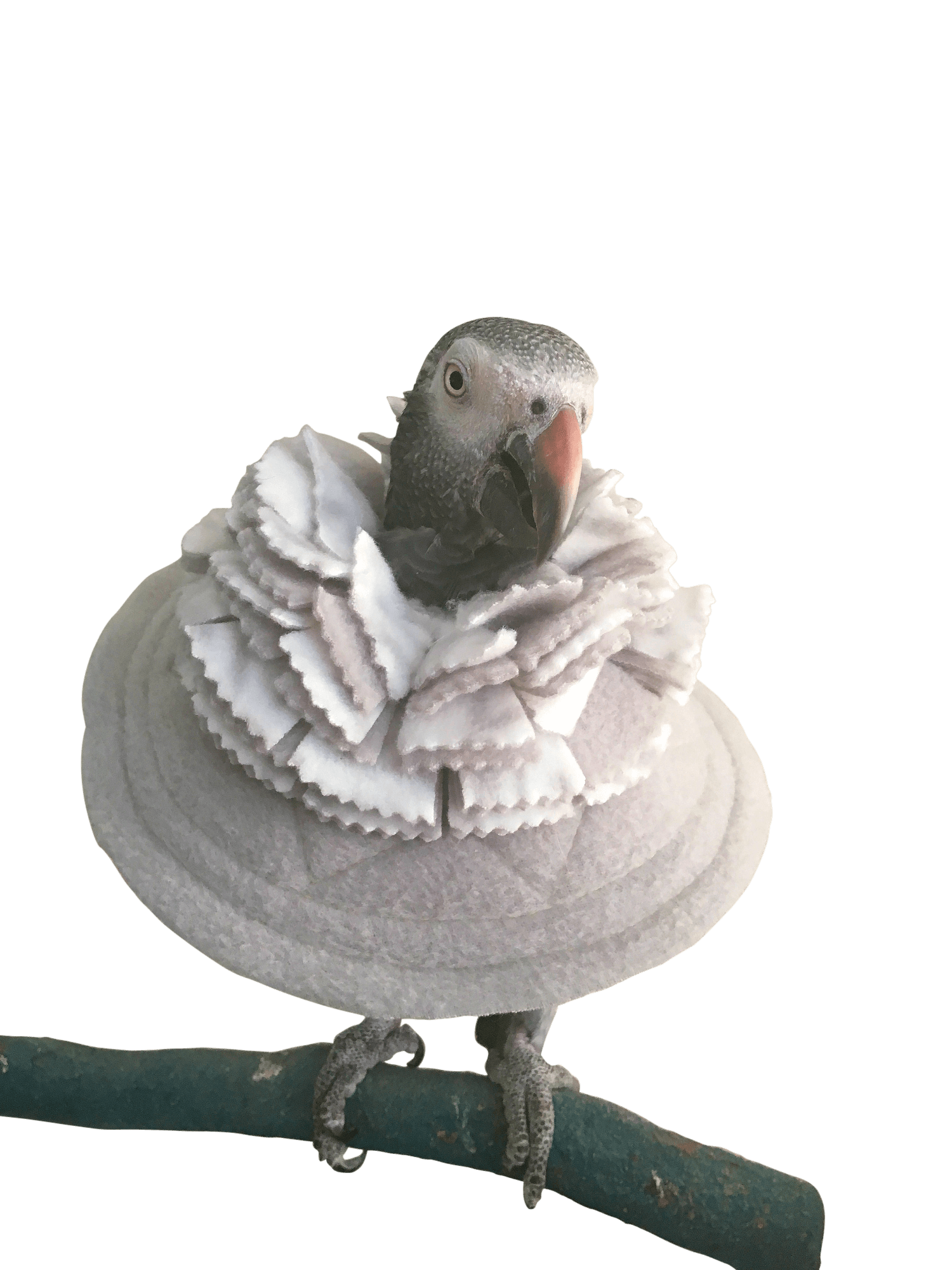 Bird cone collar best sale