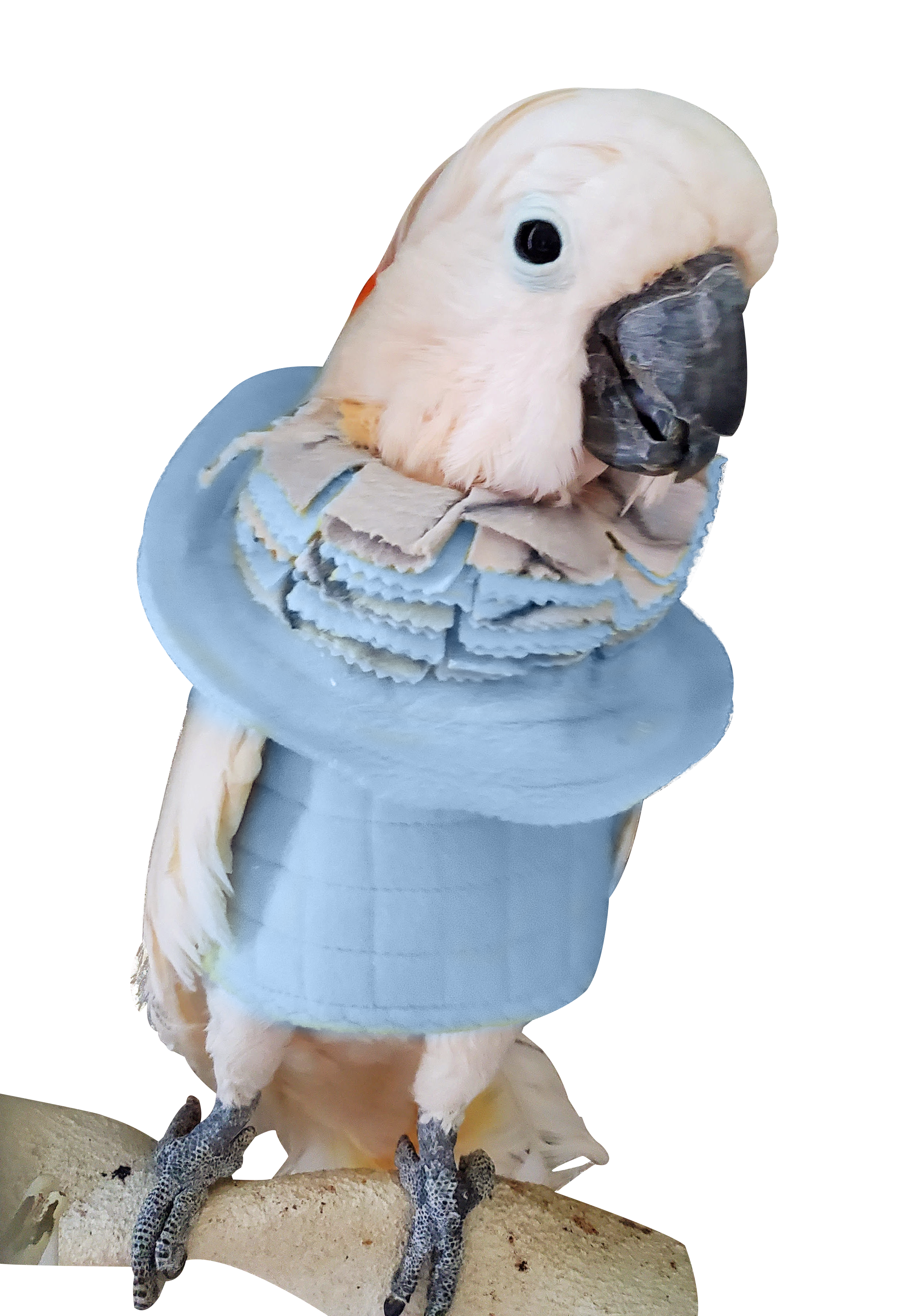 BeakGuard Bird Vest For Self Mutilators - BirdSupplies.com