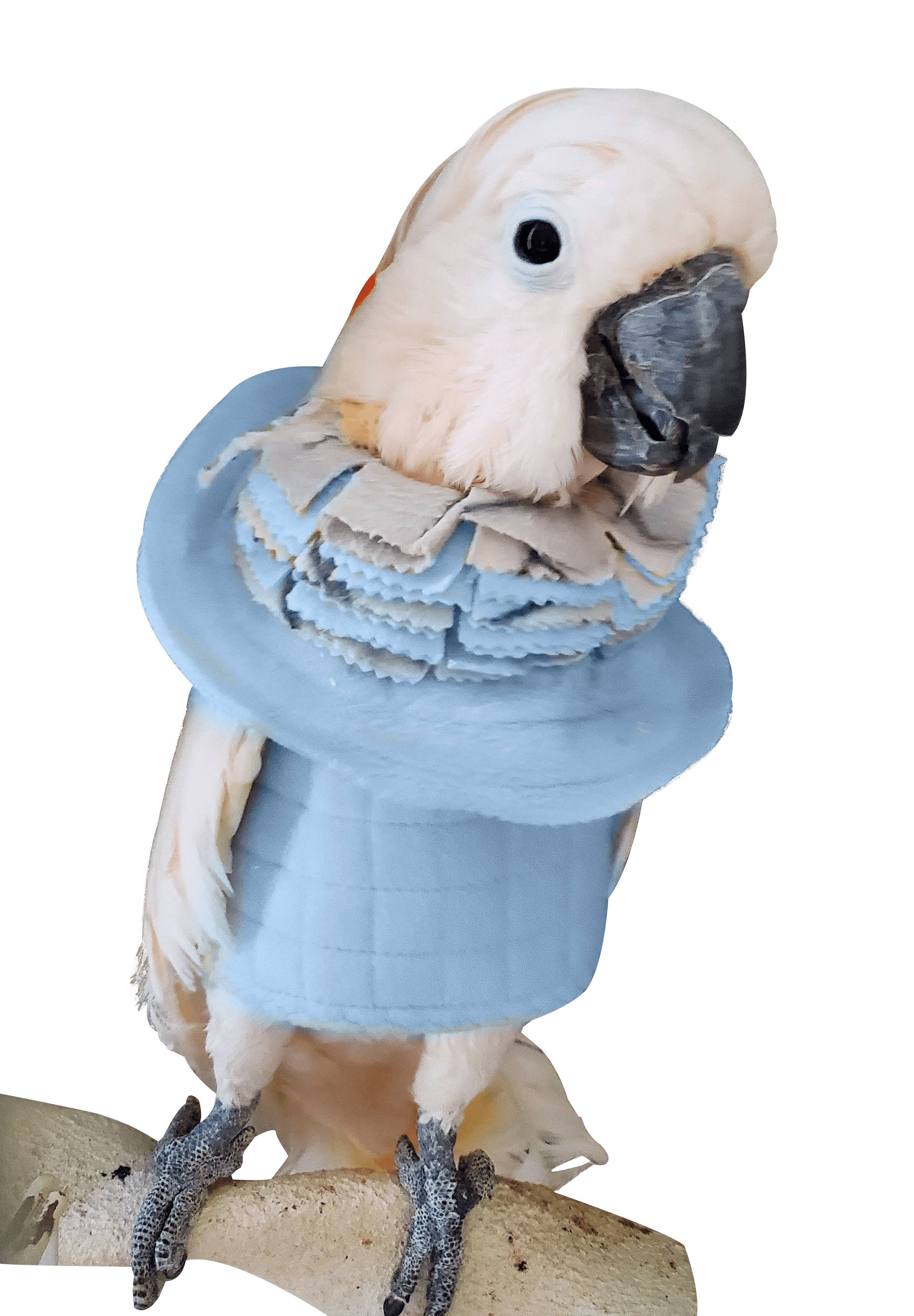 Bird wearing BeakGuard bird self mutilation vest for comfort and healing.