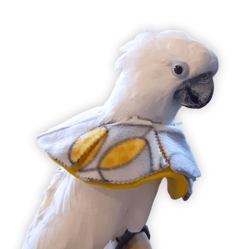 Bird Collar for feather picking