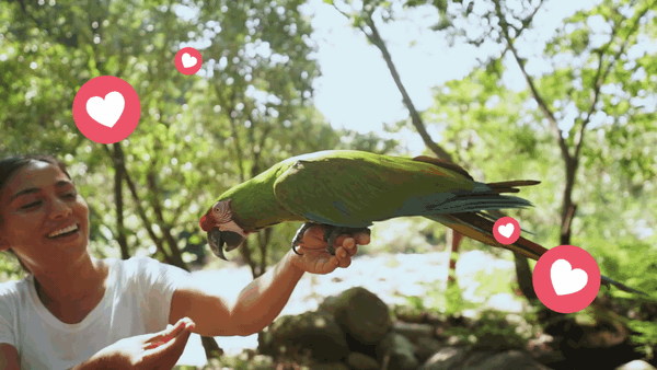 Woman practicing Positive Training Methods for Birds with a green parrot in outdoor setting.