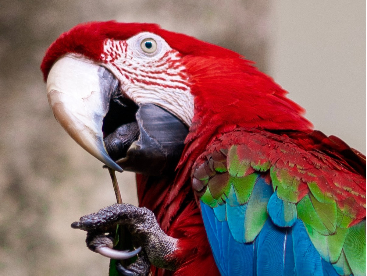 preening parrot